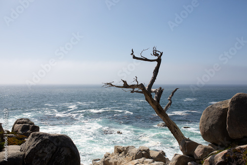 Pazifik Landschaft bei Monterey Kalifornien mit Felsen und Baum