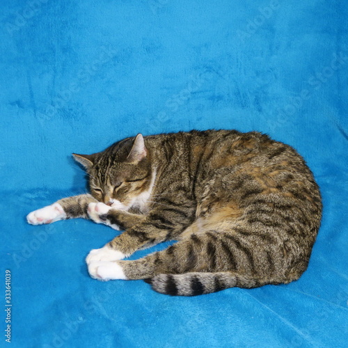 gray striped cat, with white paws, sleeps on a blue blanket © marina kuchenbecker