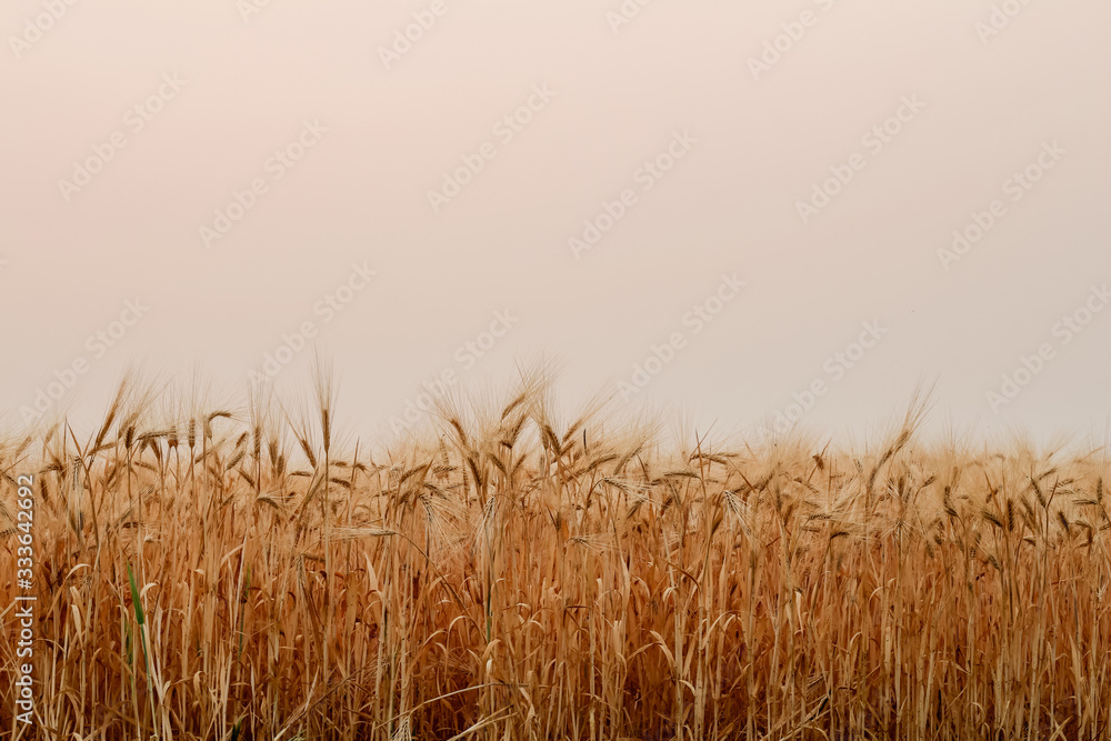 Obraz premium A beautiful view of the beautiful barley field in the morning is a rare view in the summer, and the golden barley field is a barley field cultivated for making alcoholic beverages.