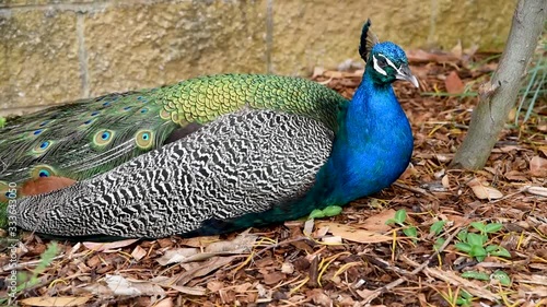 Green peafowl (Pavo muticus) sitting down resting on the gorund