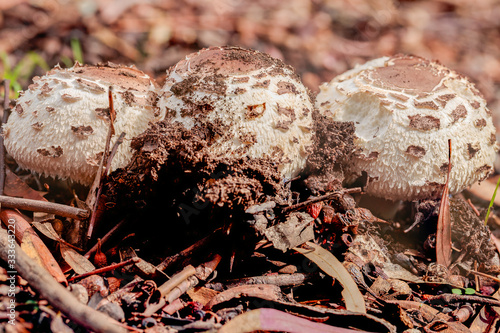 Fungus in a garden