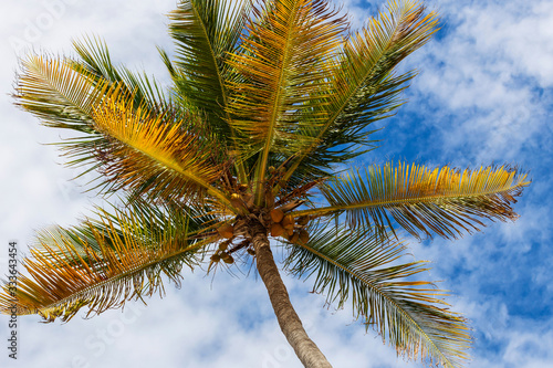 Background with palm trees on blue sky © Florin