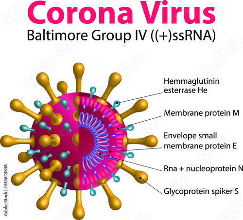 COVID-19. Corona Virus. cross section of virion of Coronavirus. virus that causes a of illness in Humans, from the common cold to SARS. 2019-nCoV