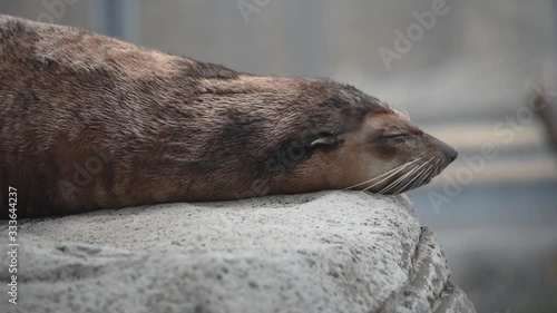 Sleeping sea lion on the eadge of the rock