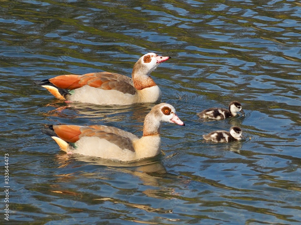 Fototapeta premium Cute newborn chicks of egyptian geese swimming