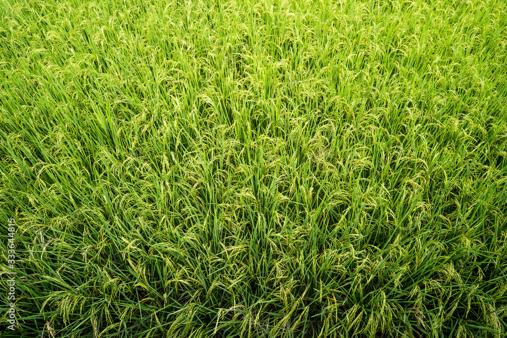 Rice paddy field Rice paddy field