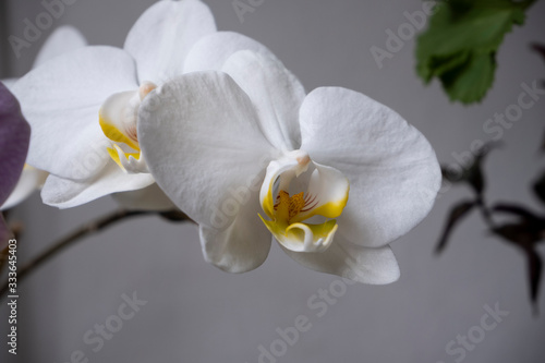 Orchid Flowers for background design