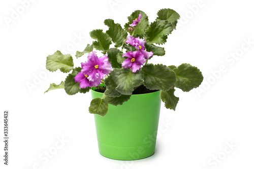 Blossoming violet flower in green pot