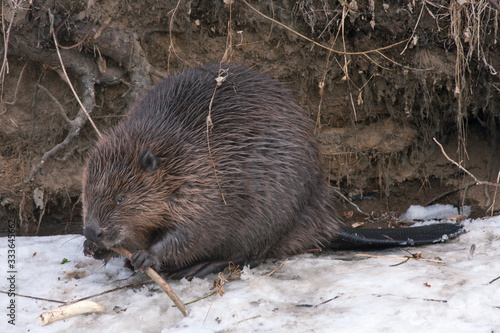 Close-up of Eurasian beaver (Castor fiber)