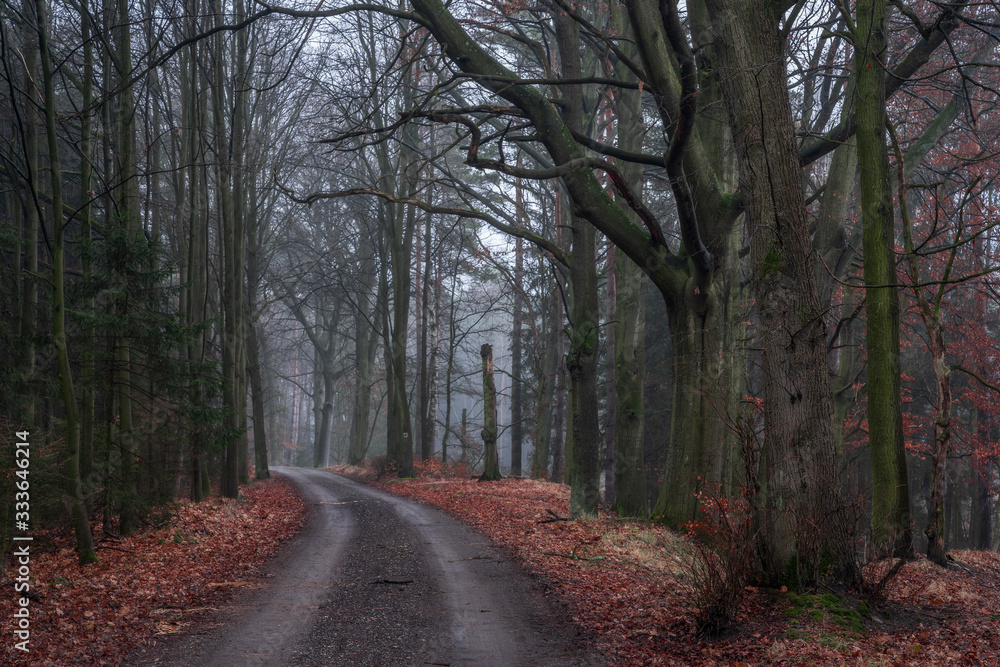 Fototapeta premium A walk in the forest - Spaziergang im Wald
