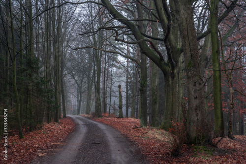 Fototapeta Naklejka Na Ścianę i Meble -  A walk in the forest - Spaziergang im Wald