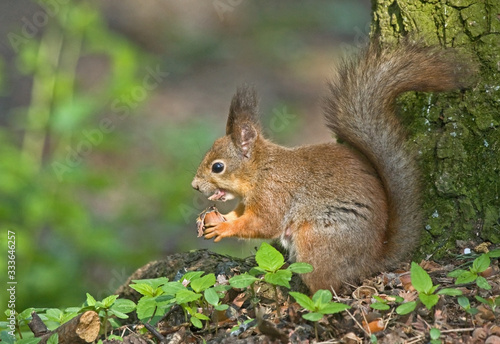 Eurasian red squirrel  Sciurus vulgaris .