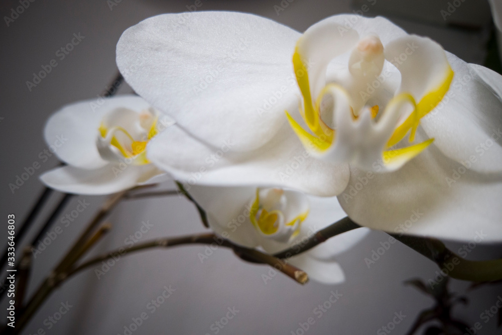 Obraz premium Orchid Flowers for background design