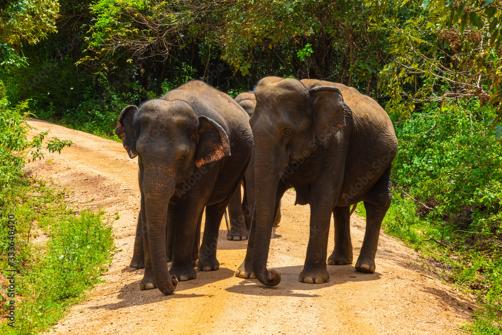 Free wild elephants at the Minneriya National Park, Sri Lanka. Elephant herd walking passing unsealed path before they walk back in the bush of the rainforest. Wildlife safari in the natural reserve
