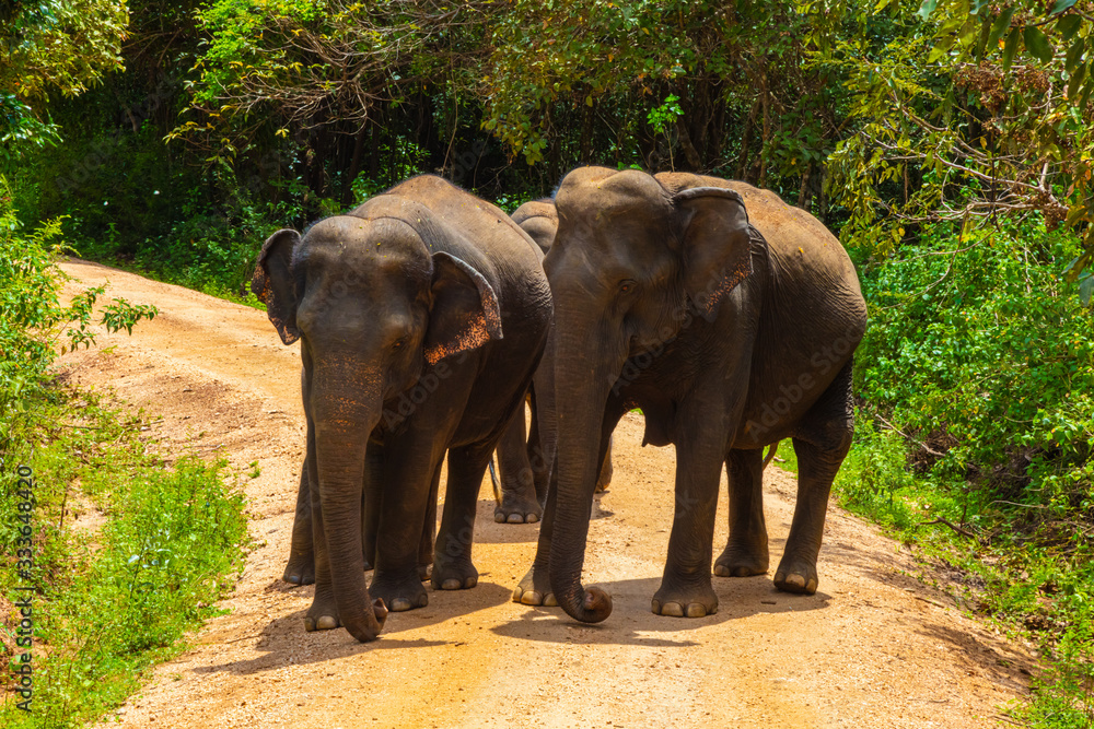 Obraz premium Free wild elephants at the Minneriya National Park, Sri Lanka. Elephant herd walking passing unsealed path before they walk back in the bush of the rainforest. Wildlife safari in the natural reserve