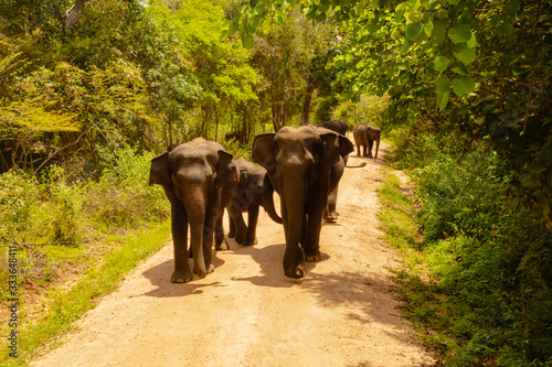 Free wild elephants at the Minneriya National Park, Sri Lanka. Elephant herd walking passing unsealed path before they walk back in the bush of the rainforest. Wildlife safari in the natural reserve © Holger