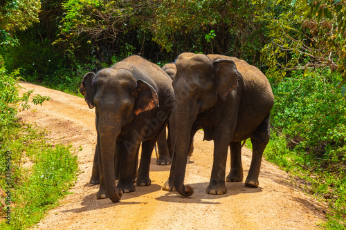 Free wild elephants at the Minneriya National Park  Sri Lanka. Elephant herd walking passing unsealed path before they walk back in the bush of the rainforest. Wildlife safari in the natural reserve