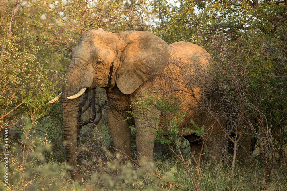 Portrait of a big beautiful elephant feeding on tree, wild animal, safari game drive, Eco travel and tourism, Kruger national park, Botswana, mammal in natural environment,african wildlife