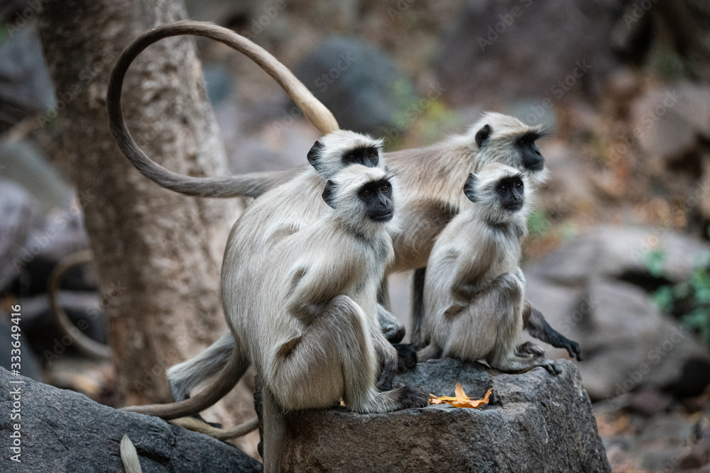 Obraz premium Monkey Family