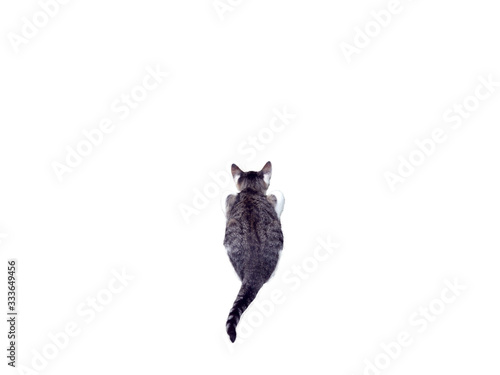 Cat ready to jump back view isolated