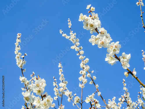 Japanese apricot (Ume) tree, flower, and blue sky