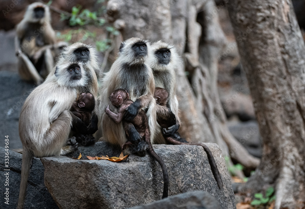 Obraz premium Monkey Family