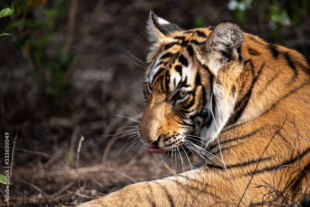 Fototapeta premium Tiger