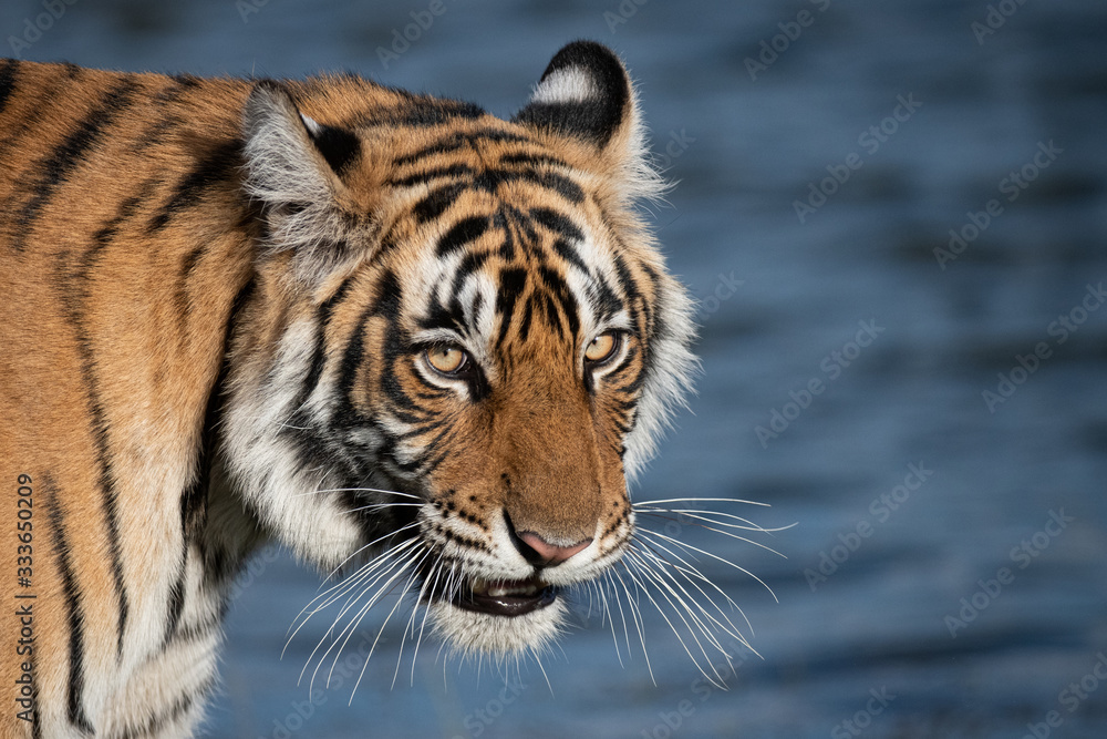 Tiger Hunting by Lake