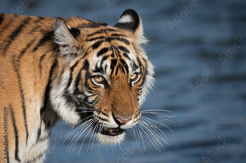 Tiger Hunting by Lake