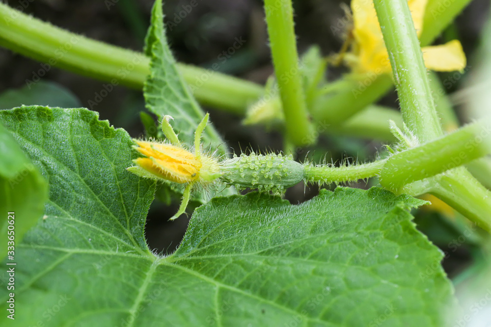 Young plant cucumber with yellow flowers. Juicy fresh cucumber close-up macro on a background of leaves Young plant cucumber with yellow flowers. Juicy fresh cucumber close-up macro on a background of leaves