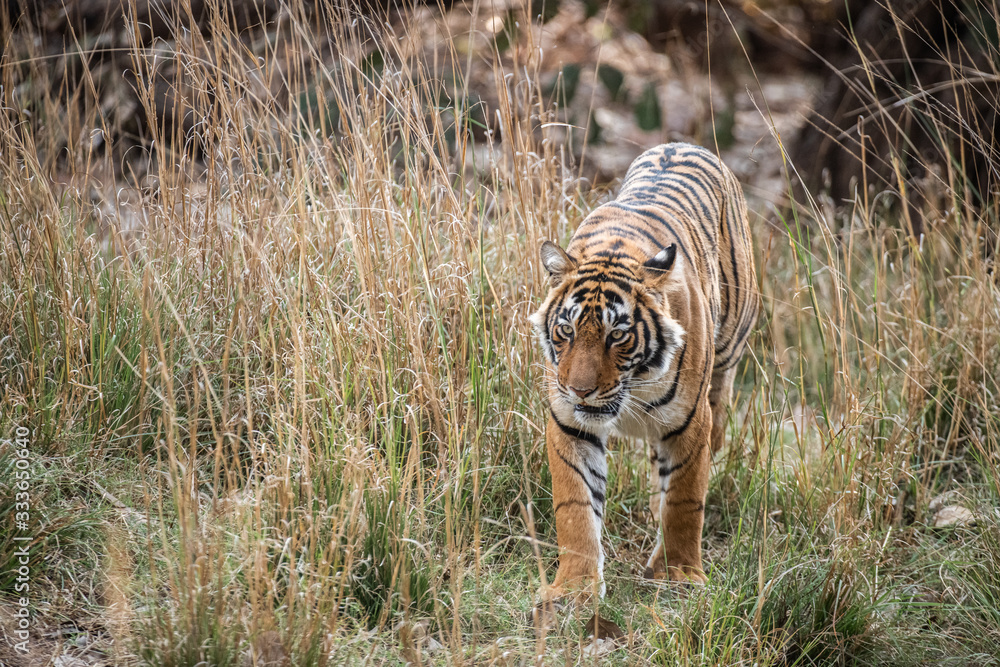 Naklejka premium Tiger Hunting