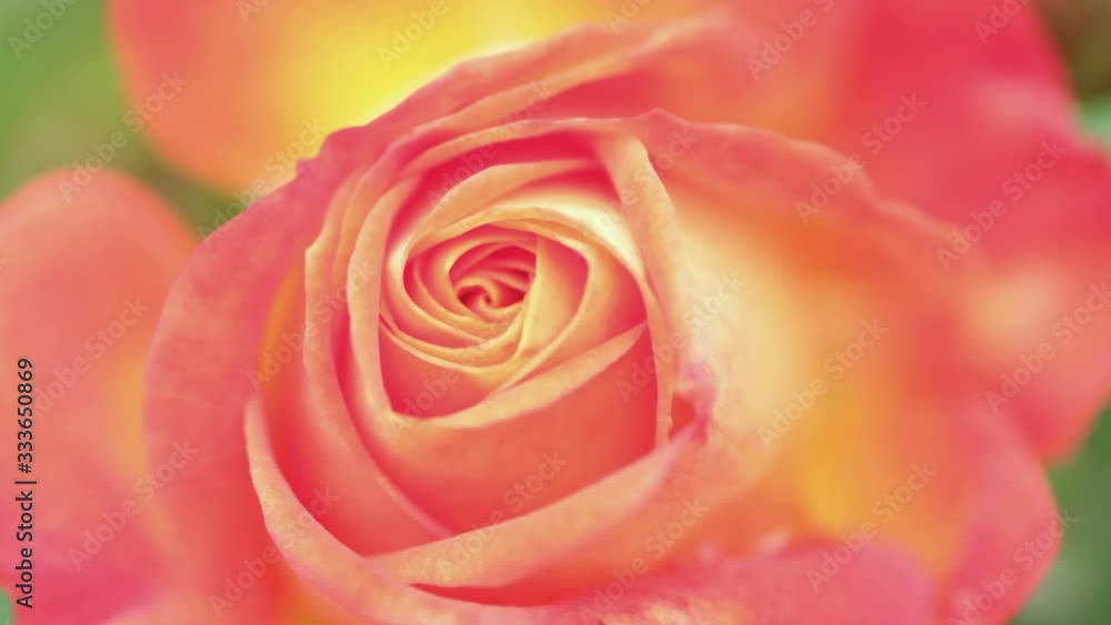 Rack focus of a beautiful yellow-pink rose Rack focus of a beautiful yellow-pink rose
