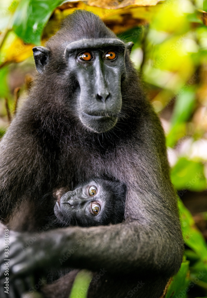 The Celebes crested macaque and cub. Crested black macaque, Sulawesi crested macaque, sulawesi macaque or the black ape. Natural habitat. Sulawesi. Indonesia. The Celebes crested macaque and cub. Crested black macaque, Sulawesi crested macaque, sulawesi macaque or the black ape. Natural habitat. Sulawesi. Indonesia.