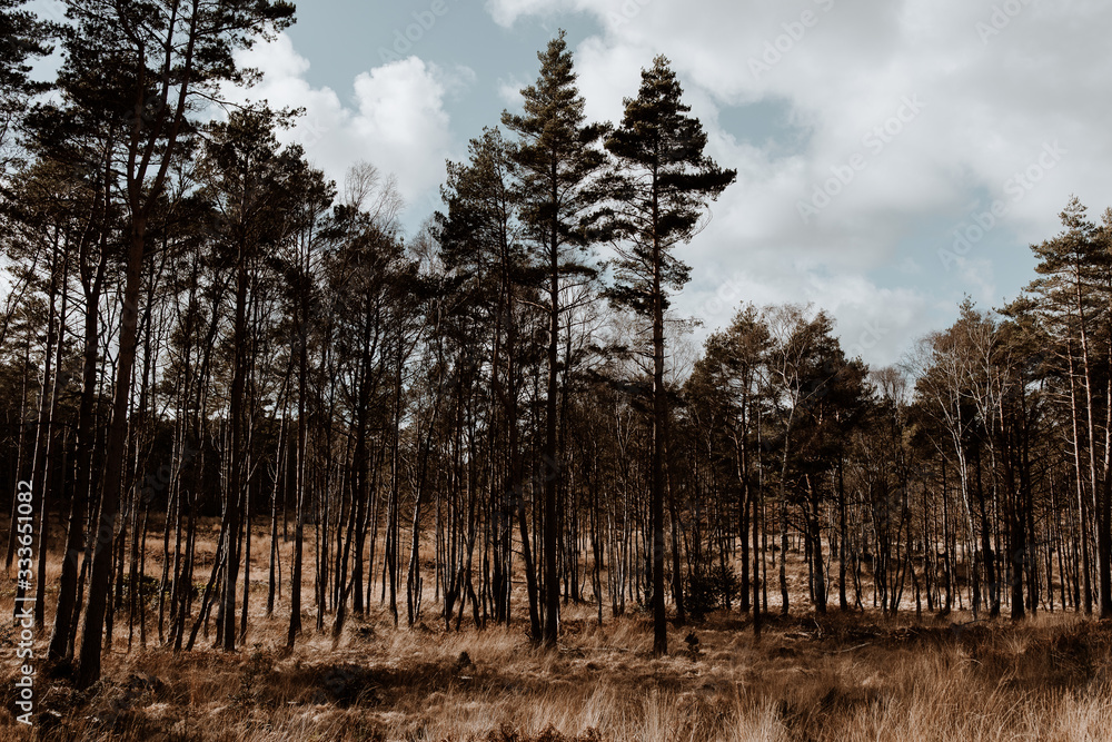Autumn day pinewood forest detail with meadow in a valley. Cloudy sky, sunshine, dried grass under the trees. Autumn day pinewood forest detail with meadow in a valley. Cloudy sky, sunshine, dried grass under the trees.