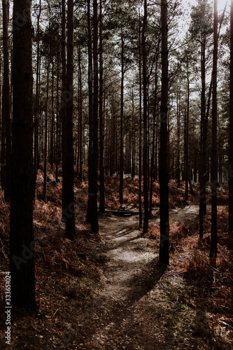 Pinewood forest detail with trail © Moodlia
