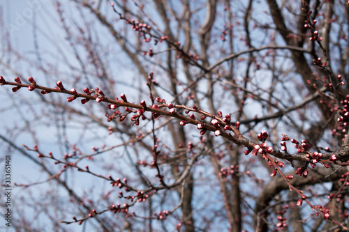 Apricot before flowering in a spring park