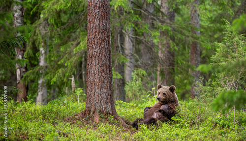 Cub of Brown Bear in the summer forest sits under pine tree. Natural habitat. Scientific name: Ursus arctos..