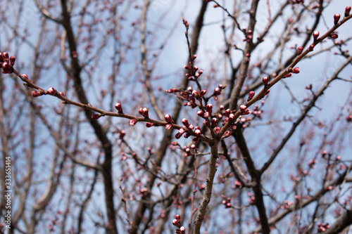 Apricot before flowering in a spring park