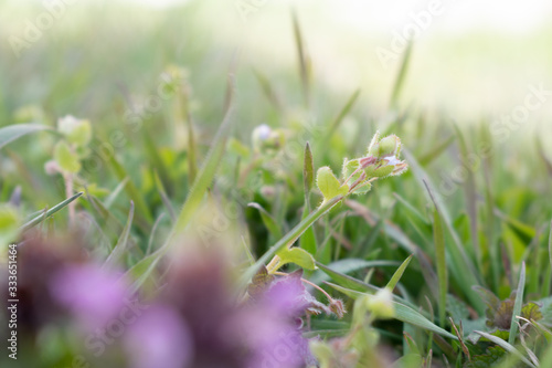 First green grass in spring park