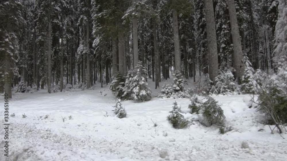 Snowy landscape in winter season. Driving on countryside road between spruce tree forest. Forward moving Snowy landscape in winter season. Driving on countryside road between spruce tree forest. Forward moving