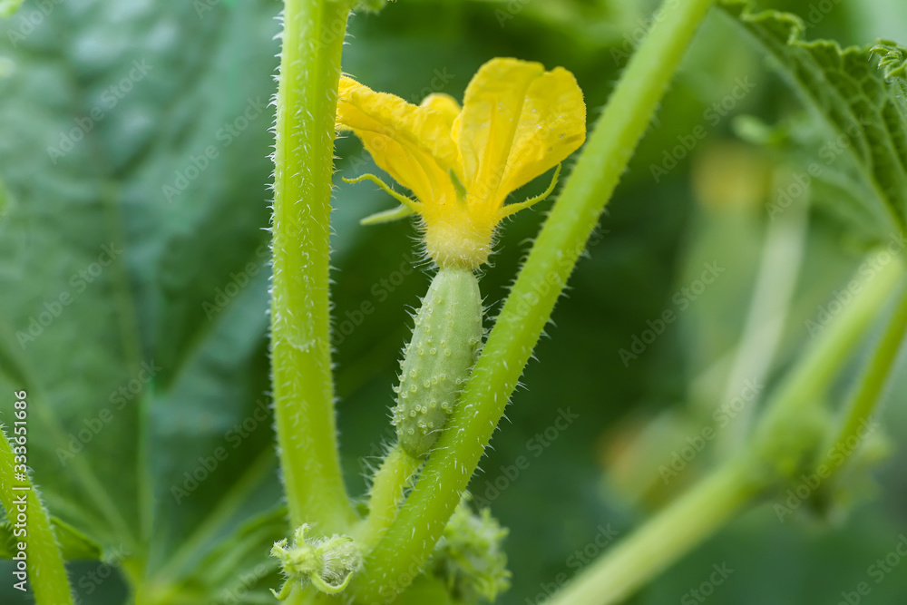 Young plant cucumber with yellow flowers. Juicy fresh cucumber close-up macro on a background of leaves Young plant cucumber with yellow flowers. Juicy fresh cucumber close-up macro on a background of leaves
