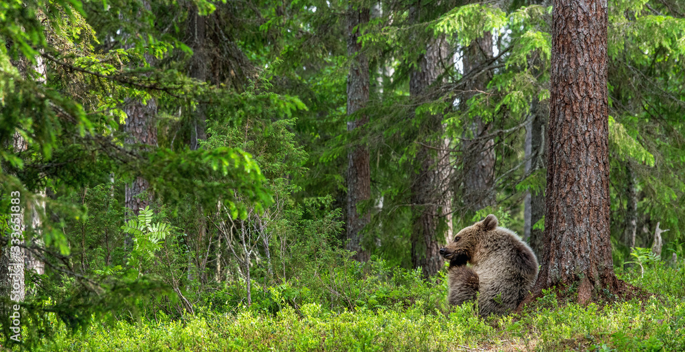 Cub of Brown Bear in the summer forest sits under pine tree.  Natural habitat. Scientific name: Ursus arctos..
