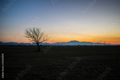 tree in front of a distant sunset behind the mountains