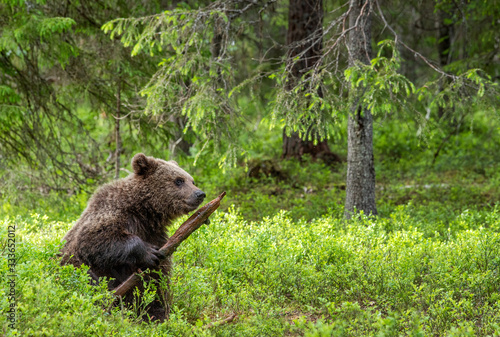 Little bear sniffing a stick. Brown bear cub in the summer forest. Front view. Scientific name: Ursus arctos. Natural habitat.