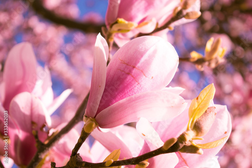 magnolia branch flower closeup © Juraj