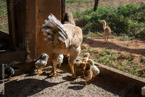 chicken with its chicks in a pen