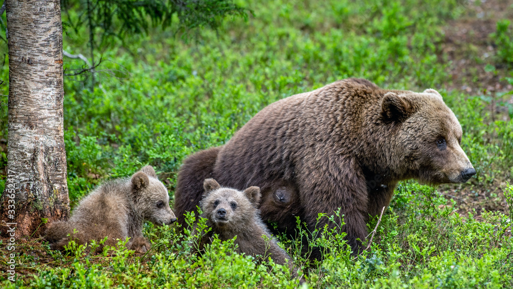 She-bear and bear cubs in the summer pine forest. Summer season, Natural Habitat. Brown bear, scientific name: Ursus arctos. She-bear and bear cubs in the summer pine forest. Summer season, Natural Habitat. Brown bear, scientific name: Ursus arctos.