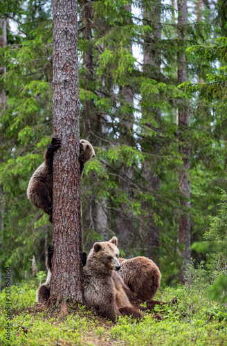 She-bear and bear cubs in the summer pine forest. Brown bear cub climbing on tree in summer forest. Scientific name: Ursus arctos. Natural habitat.