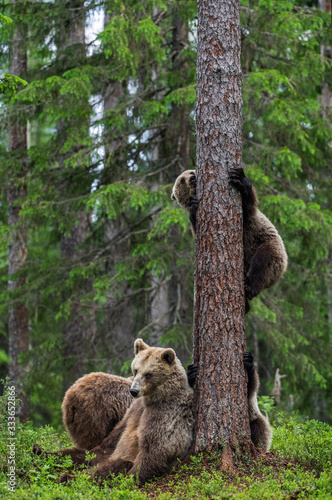 She-bear and bear cubs in the summer pine forest. Brown bear cub climbing on tree in summer forest. Scientific name: Ursus arctos. Natural habitat.