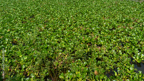 water hyacinth in a pond, one natural weed